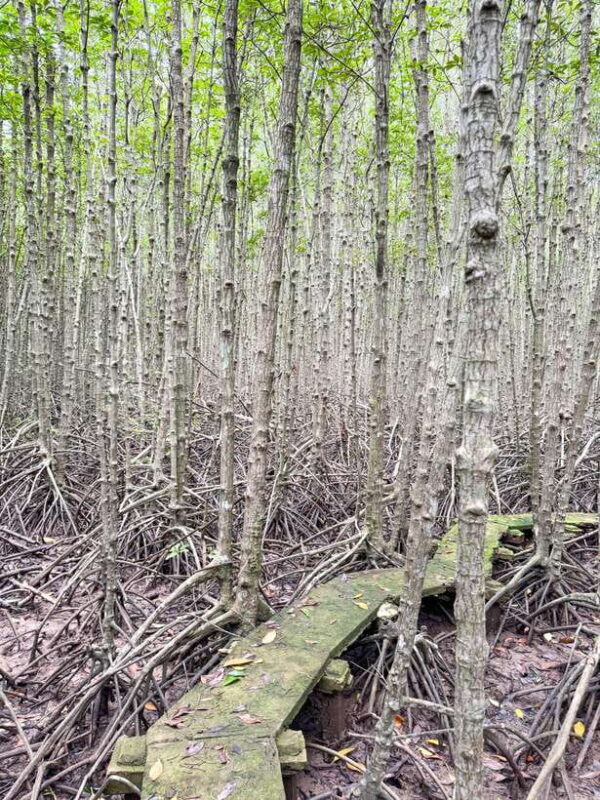 Can Gio Mangrove & Wildlife Day Tour by Speedboat From HCMC - Frequently Asked Questions