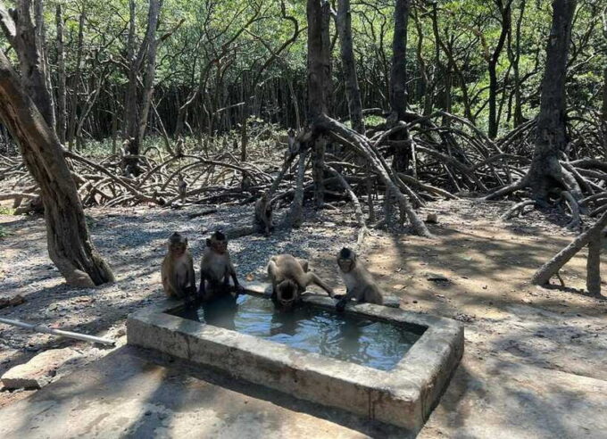 Can Gio Monkey Island Day Trip From HCMC - Leisure Activities at Can Gio Resort
