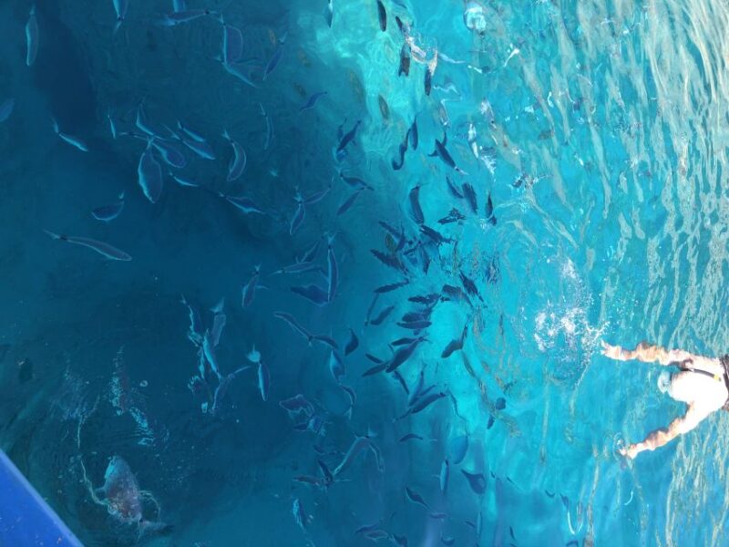 Can Picafort: Dolphin Watching Boat Tour With Swimming - Highlights of the Tour