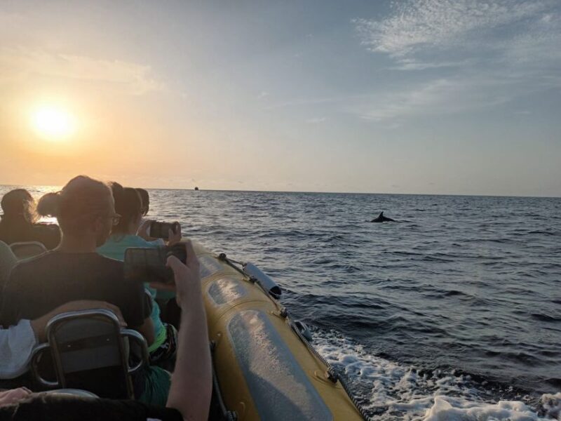 Can Picafort: Dolphin Watching Boat Tour With Swimming - Departure Times and Duration