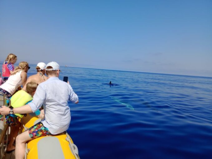 Can Picafort: Dolphin Watching Boat Tour With Swimming - Sighting Playful Dolphins