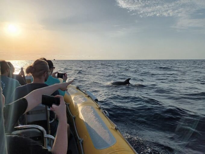 Can Picafort: Dolphin Watching Boat Tour With Swimming - Visiting a Beautiful Cave
