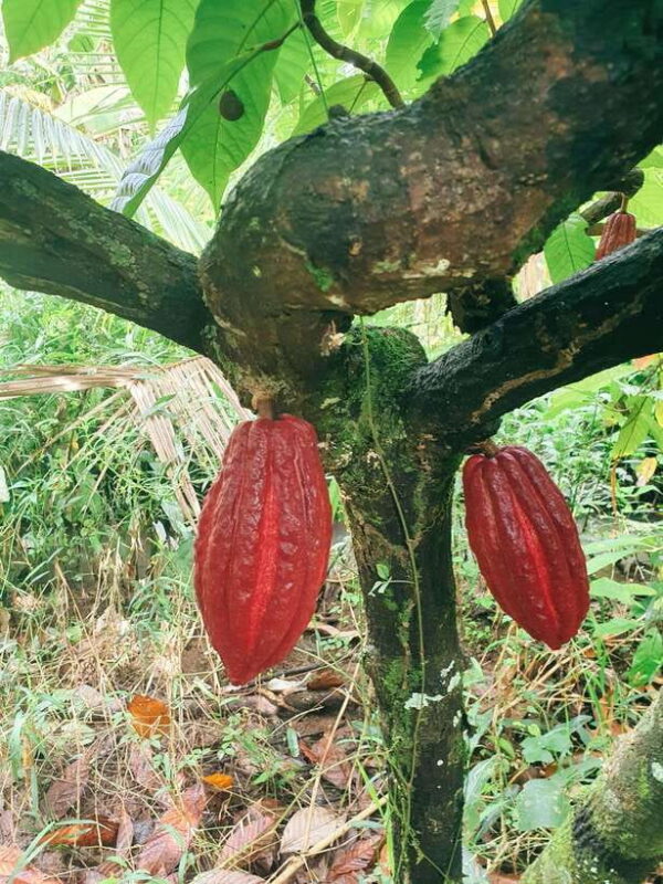 Can Tho: Countryside Cycling Tour With Cocoa Farm Visit - Itinerary Highlights
