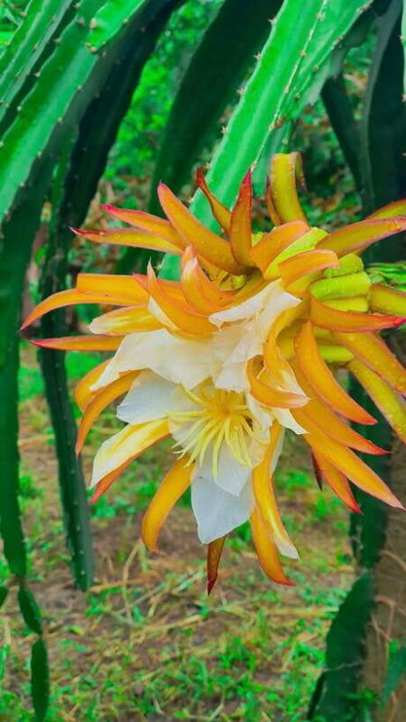 Can Tho: Floating Market, Canals, Garden & Cooking Class - Cruising Peaceful Canals and Exploring Tropical Gardens