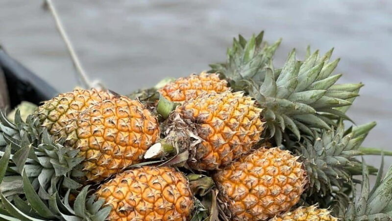 Can Tho: Floating Market Explore Local Life, Mekong Farm - Pickup and Drop-off Information
