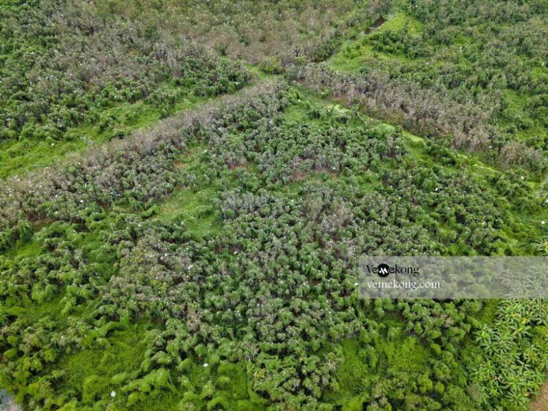 Can Tho: Lung Ngoc Hoang Forest Nature Reserve Half-Day Tour - Key Points