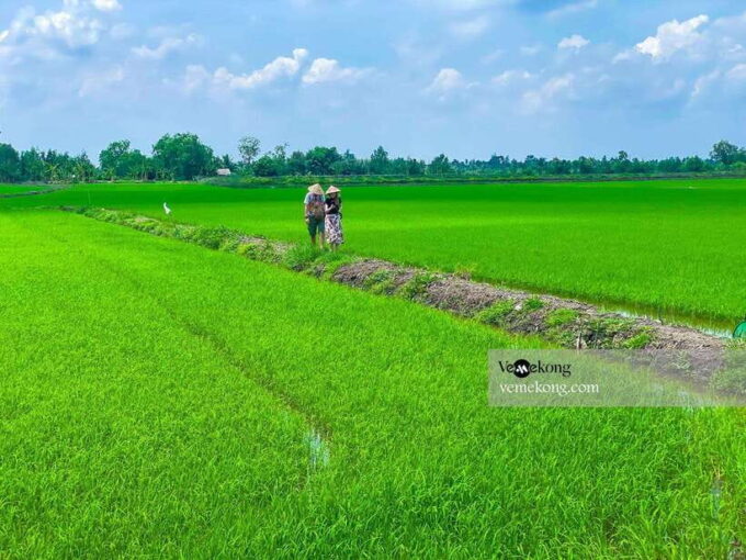 Can Tho: Lung Ngoc Hoang Nature Reserve & Forest Tour - Getting to the Meeting Point