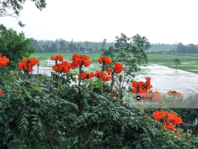 Can Tho: Lung Ngoc Hoang Nature Reserve & Forest Tour - Since You Asked