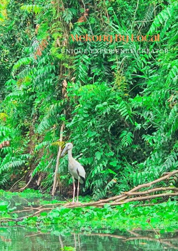 Can Tho: The Untouched Nature Reserve & Mekongs Life - Key Points