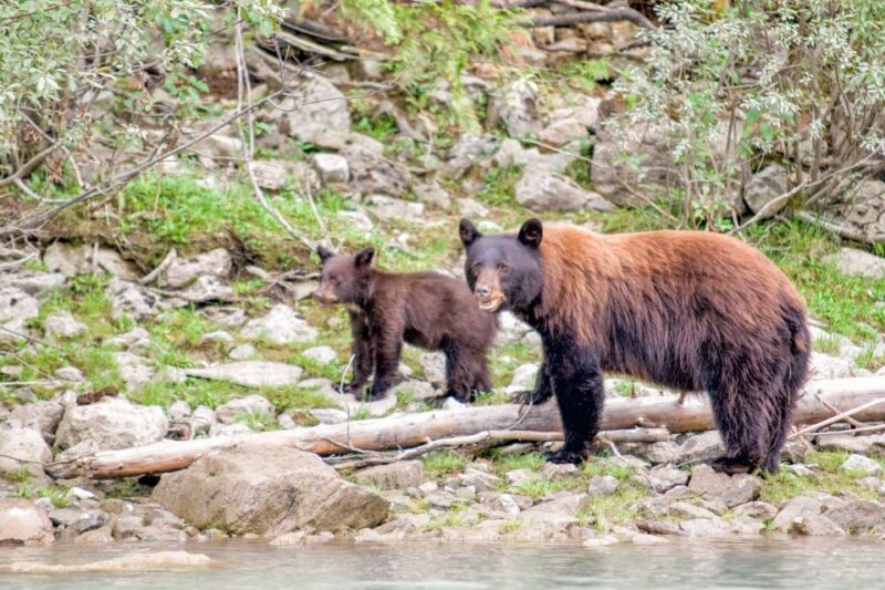 Canada 7–Day National Parks Camping Tour From Seattle - Optional Activities