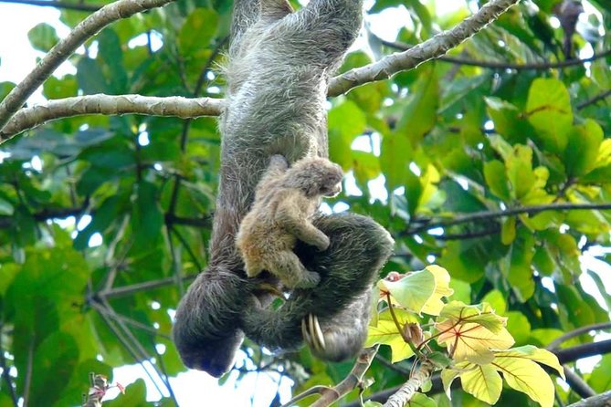 Canal Expansion Agua Clara, Rainforest Safari & San Lorenzo Fort - Itinerary Highlights