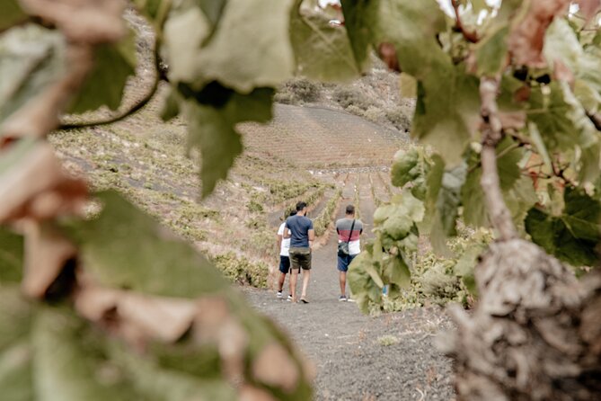 Canarian Wine Experience at Bodega Los Lirios - Meeting Point and Transportation