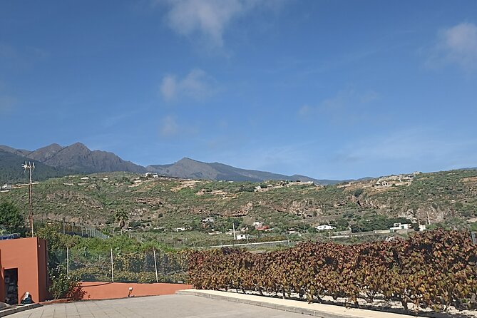 Canarian Wine Tasting Private Full-Day Tour and Aloe Vera Farm - Scenic Vineyard Walk