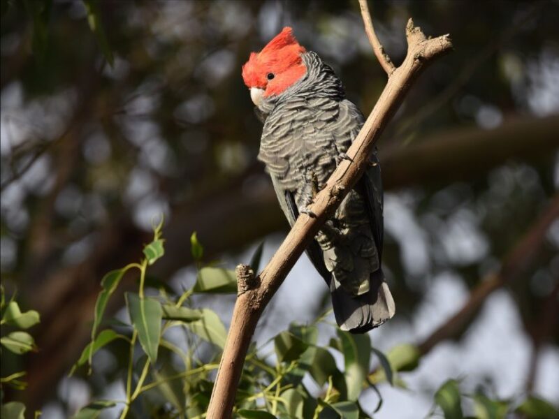 Canberra: Best of Wildlife Tour - Cancellation Policy