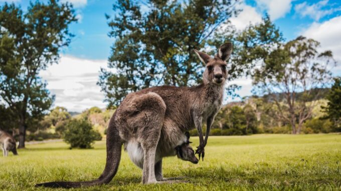 Canberra: Best of Wildlife Tour - Wildlife Sightings