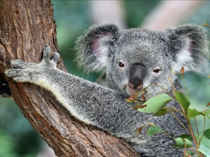 Canberra: Best of Wildlife Tour - Accessibility and Safety