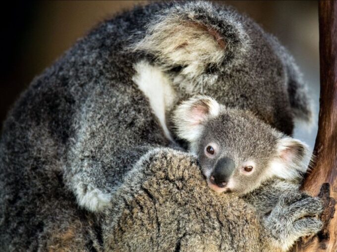 Canberra: Best of Wildlife Tour - Recap
