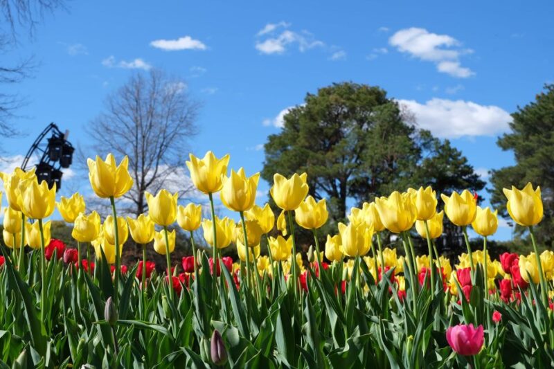 Canberra: Guided Tour of Floriade Festival With Transfers - Key Points