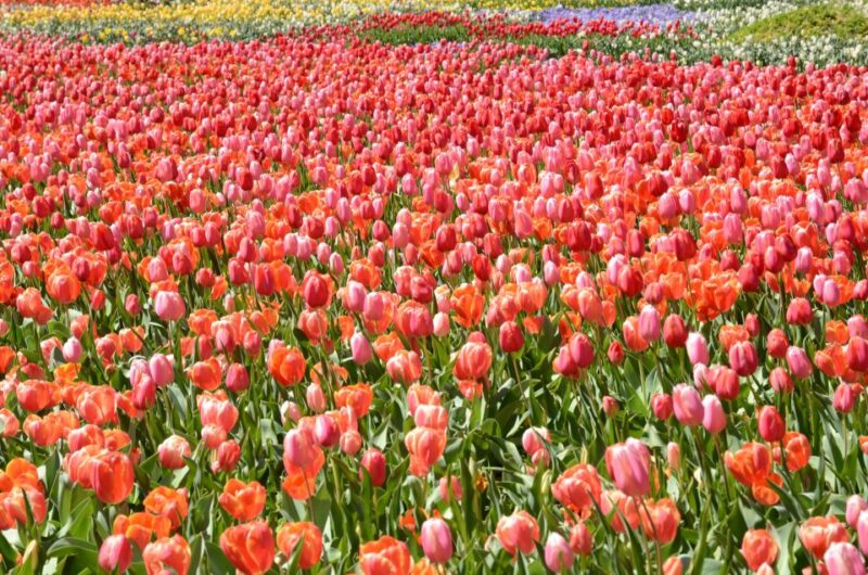 Canberra: Guided Tour of Floriade Festival With Transfers - Floral Splendor and Fragrance