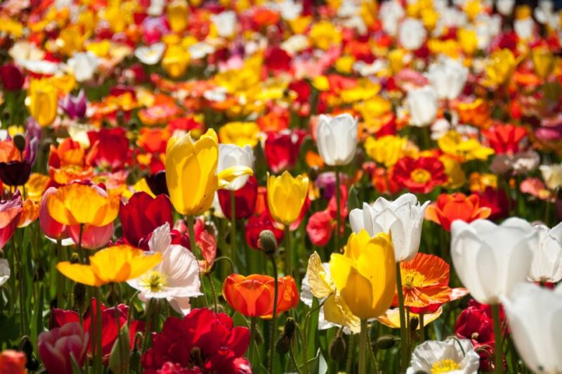 Canberra: Guided Tour of Floriade Festival With Transfers - Convenient Pickup and Drop-off