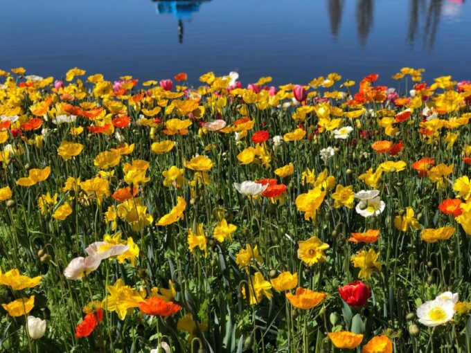 Canberra: Guided Tour of Floriade Festival With Transfers - Flexible Booking and Cancellation