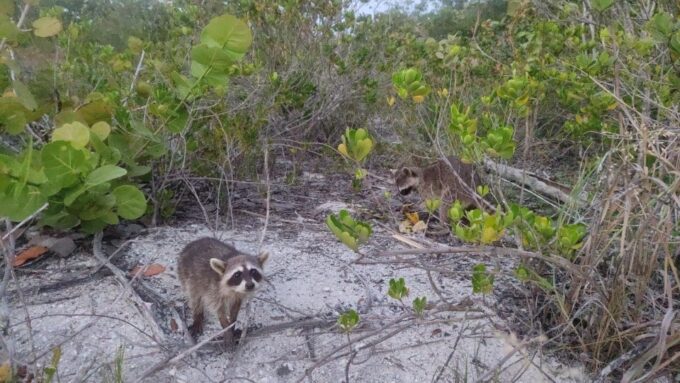 Cancun: 3-Hour Kayak Tour in Nichupte Lagoon - Frequently Asked Questions