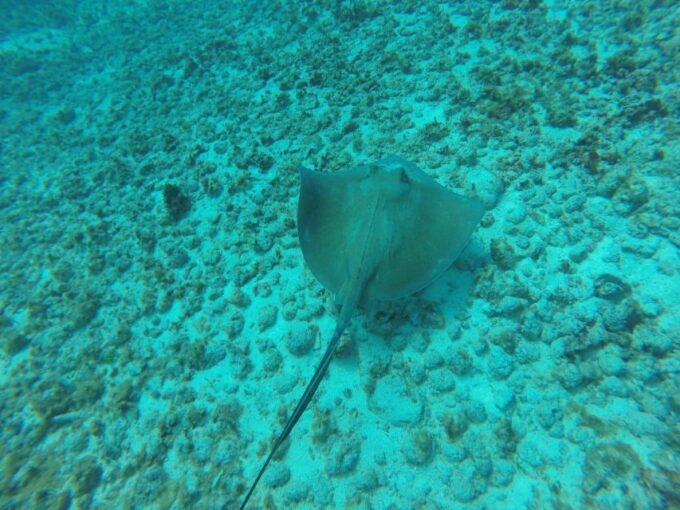 Cancun: 3-Hour Snorkel at Sunken Ship & Coral Reef - Pickup and Transportation