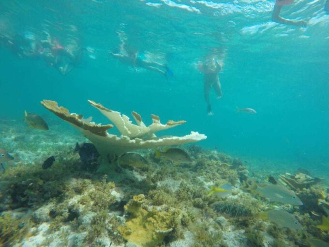 Cancun: 3-Hour Snorkel at Sunken Ship & Coral Reef - Marine Life and Habitat