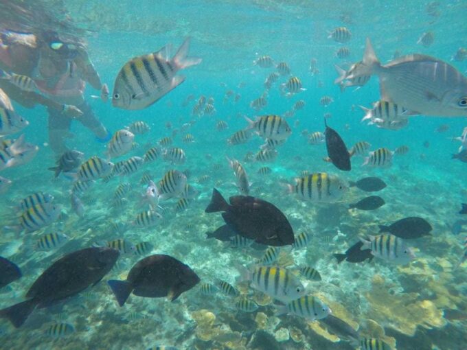 Cancun: 3-Hour Snorkel at Sunken Ship & Coral Reef - Frequently Asked Questions