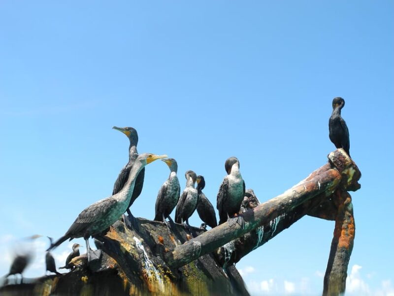 Cancun: an Adventure in the Jungle Aboard a Speedboat and Snorkel - Guided Tour of Yucatan Peninsula