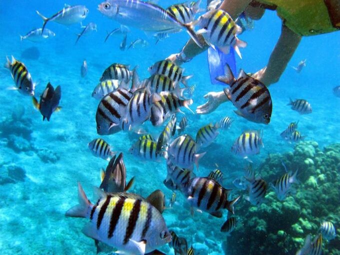 Cancun: Cozumel Island Catamaran, El Cielo, Cielito Open Bar - Pickup and Drop-off Locations