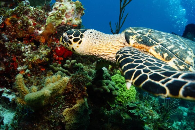 Cancun Discover Scuba Diver Dsd) - Diving Details