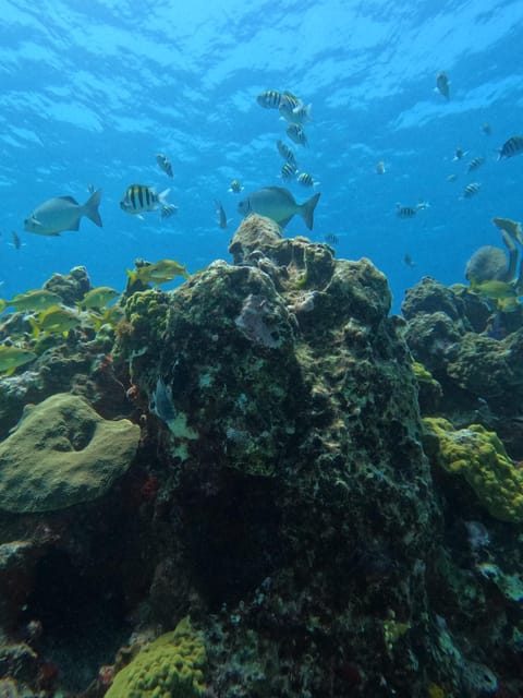 Cancun: Dive in the Underwater Museum of Art and Arrecife - Meeting Location and Language