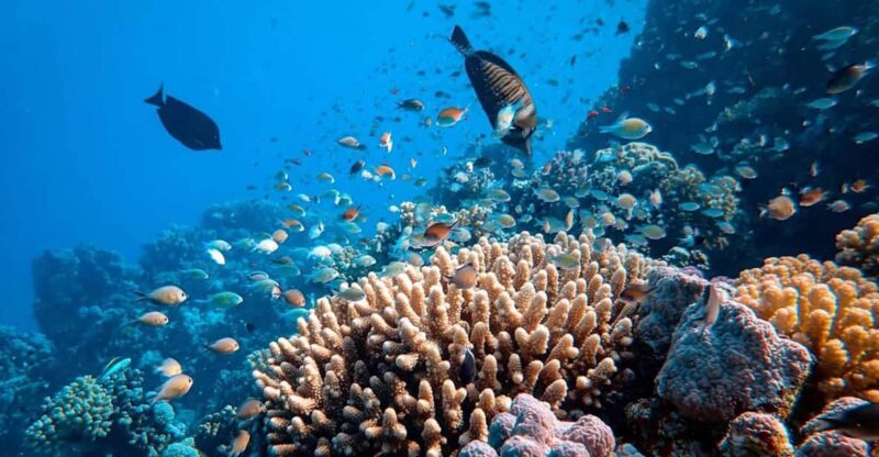 Cancun: Diving the Underwater Art Museum With 2-Tank Dive - Dive Certification Requirements