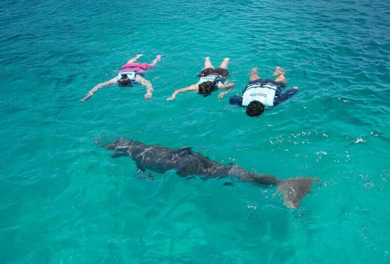 Cancun: Dolphin Connection & Garrafon Reef Park with Buffet - FAQ