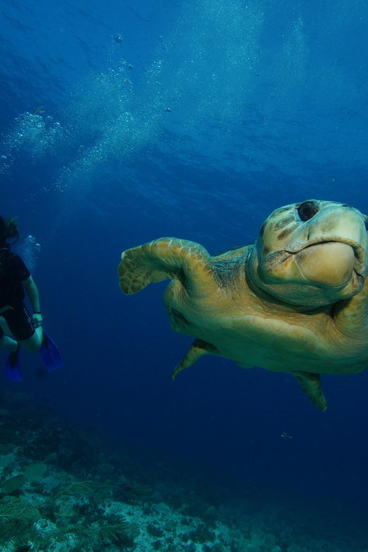 CANCUN: FIRST TIME DIVERS CANCUN | Class + 2 Ocean Dives | - Itinerary Details