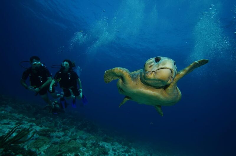 CANCUN: FIRST TIME DIVERS CANCUN | Class + 2 Ocean Dives | - Participant Restrictions