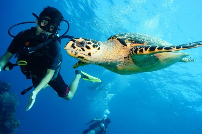 CANCUN: FIRST TIME DIVERS CANCUN | Class + 2 Ocean Dives | - Cancellation Policy