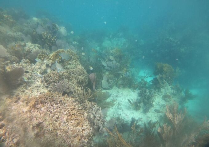 Cancun: Guided Speedboat and Snorkeling Tour - Frequently Asked Questions