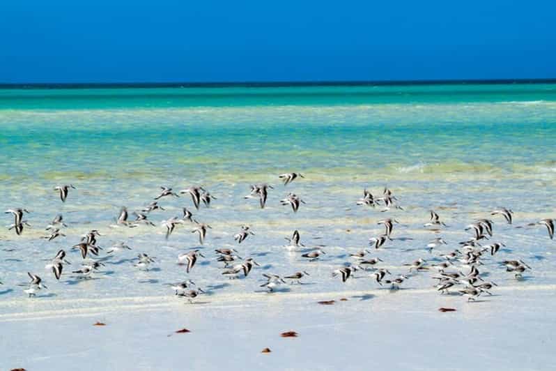 Cancun: Holbox Island, Punta Mosquito Day Trip With Lunch - Key Points