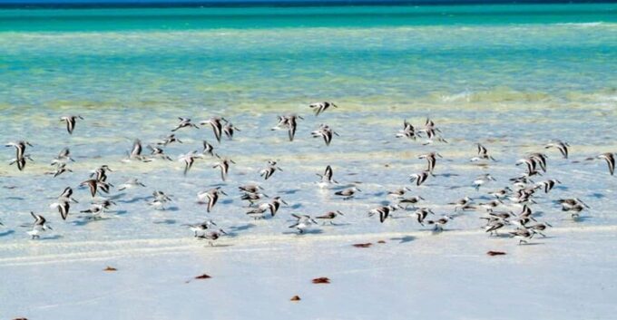 Cancun: Holbox Island, Punta Mosquito Day Trip With Lunch - What to Bring and Pack