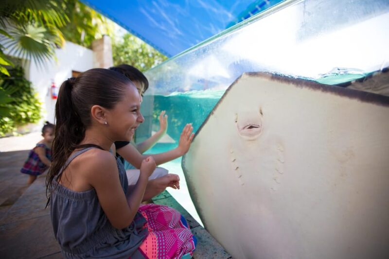 Cancún: Interactive Aquarium Entry With Dolphin Presentation - Key Points