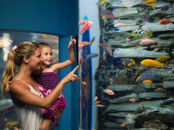 Cancún: Interactive Aquarium Entry With Dolphin Presentation - Onsite Attractions