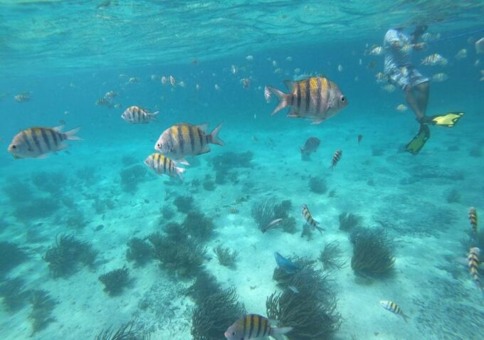 Cancun: Isla Mujeres Catamaran Cruise With Snorkel and Lunch - Preparing for the Cruise
