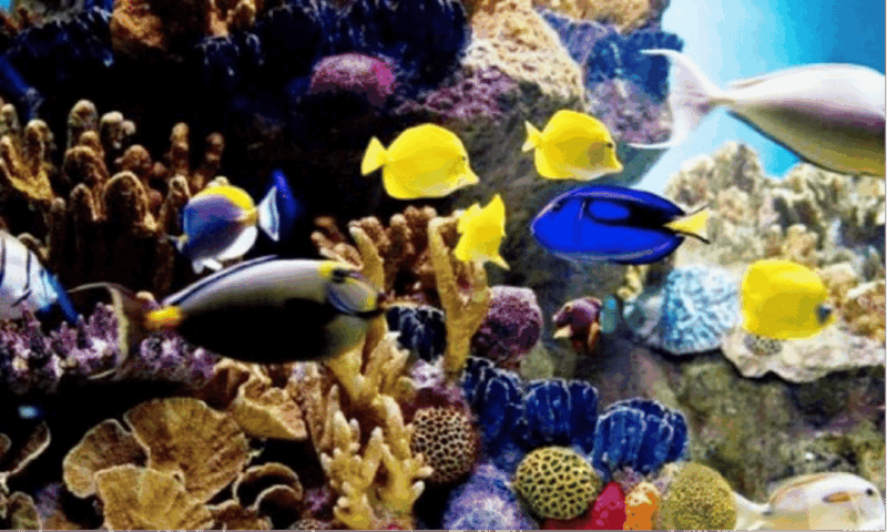 Cancún: Isla Mujeres Catamaran Sail, Snorkel & Dolphin Swim - Transportation and Activities