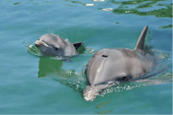 Cancún: Isla Mujeres Catamaran Sail, Snorkel & Dolphin Swim - Additional Transportation Options