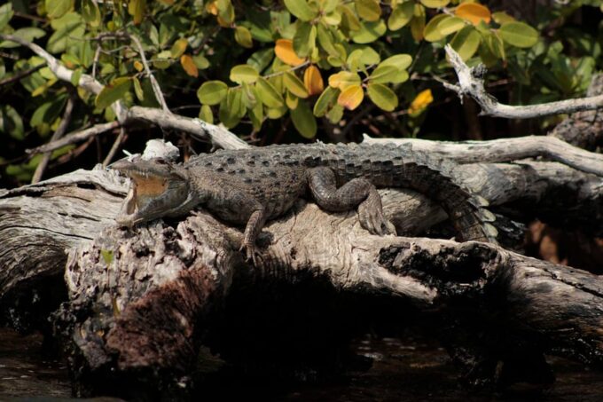 Cancun: Jungle Tour Adventure With Speedboat and Snorkeling. - Tequila Tasting