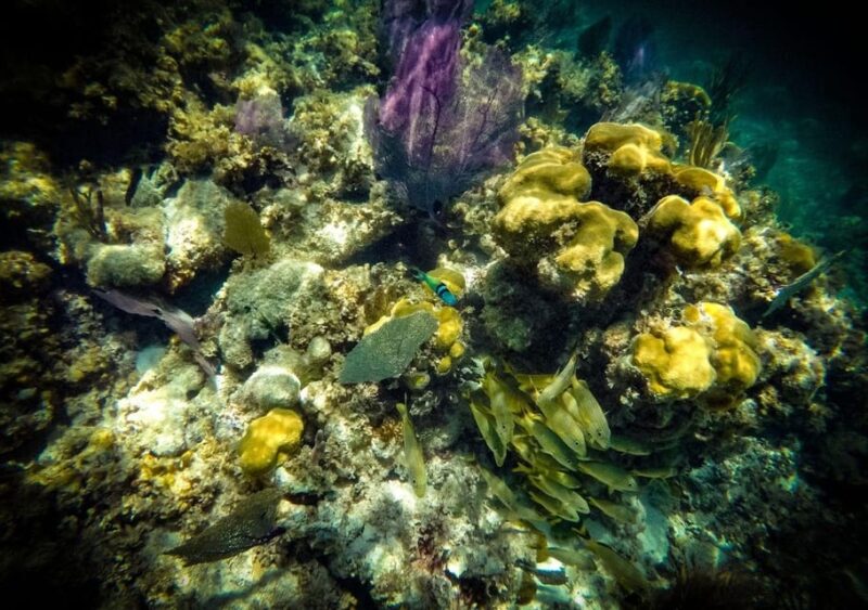 Cancun: Laguna Nichupte Speedboat Snorkeling Tour - Meeting and Pickup