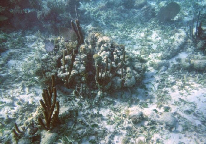 Cancun: Laguna Nichupte Speedboat Snorkeling Tour - Safety Considerations