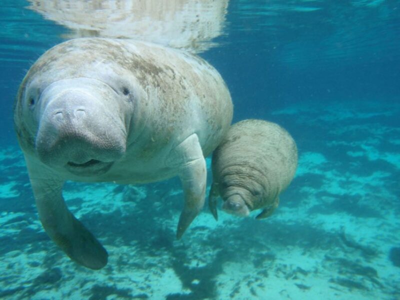 Cancún: Manatee Encounter on Isla Mujeres With Buffet Lunch - Transportation and Meeting Point